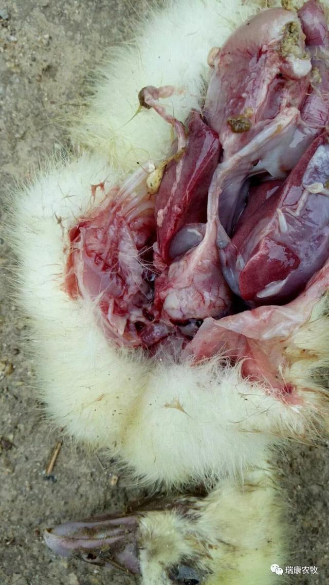 雏鹅的饲养管理（1~30日龄）