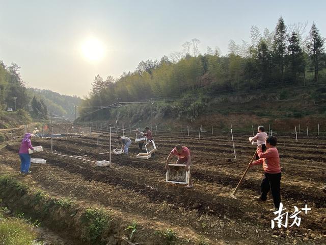 梅州蕉岭：强头雁“蚓”出致富路，小地龙“钻”活闲耕地