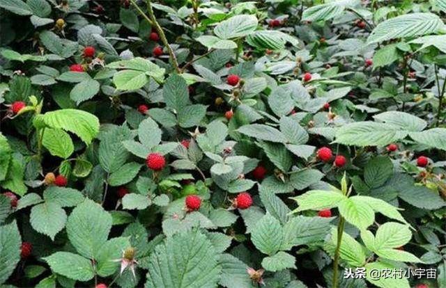 覆盆子怎样种植种植栽培好呢？总结下……