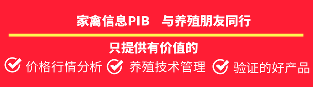 肉鸭养殖：1日龄—7日龄饲养管理关键点控制（连载二）