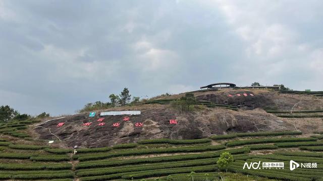 石头山种出“茶中新贵”！惠州岩茶让山区村民走上致富之路