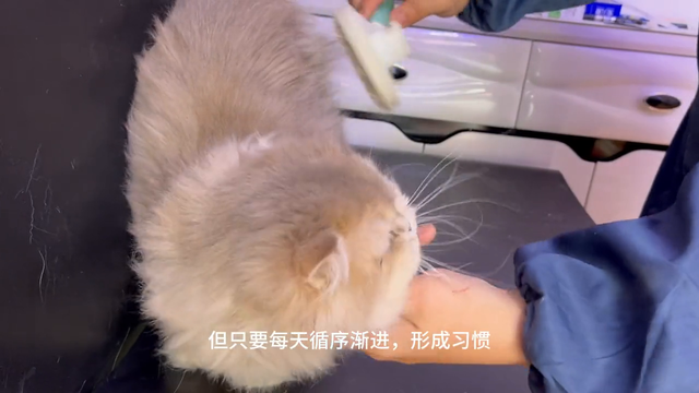 长毛蓝金渐层怎么梳毛，猫咪毛发护理，养猫食用小技巧#新...