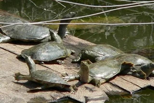 魅力山瑞鳖：生物学揭秘与养殖秘籍