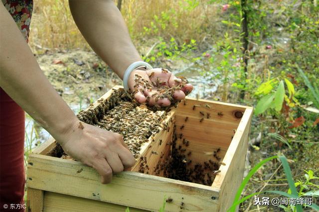 南方气温回升，养蜂人该如何管理蜂群呢？这3个方面一定要注意