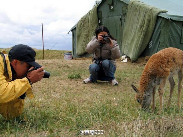 人与自然的和谐多美好，记世界上唯一一只人工饲养的藏羚羊