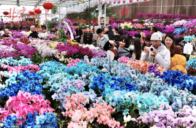 买年宵花先看这张地图！北京丰台七大花卉市场准备好了