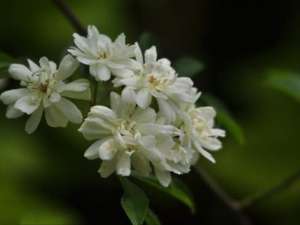 木香花的养殖方法和