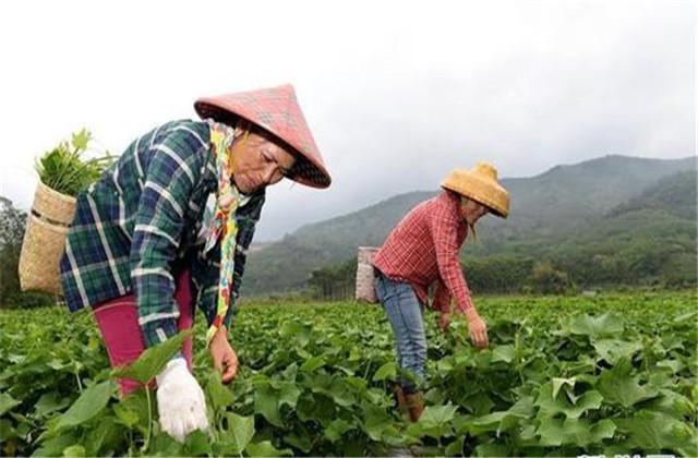 龙须菜栽培技术，今天就告诉你详细技术！菜农看过来