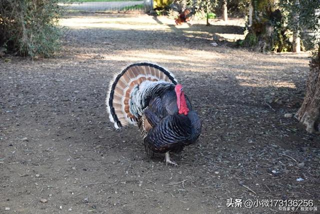 火鸡的养殖方法和注意事项，火鸡其肉质鲜美、营养丰富