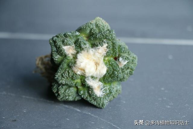 几个哥斯拉牡丹，为了它们，我花了不少钱