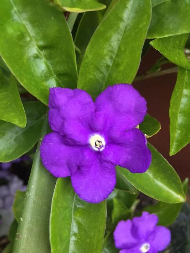 盆栽鸳鸯茉莉养护指南，避免黄叶和不开花，做好几点就足够