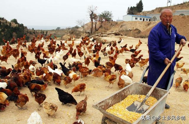 养鸡的成本与利润，算一算就知道怎么养鸡最赚钱