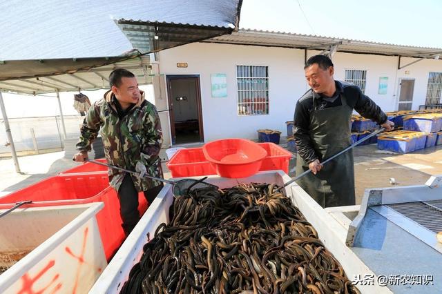 黄鳝人工饲养技术，精准学习其养殖技术，养殖户多参考