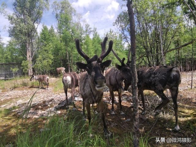 驯鹿的故乡---呼中飞虎山驯鹿园