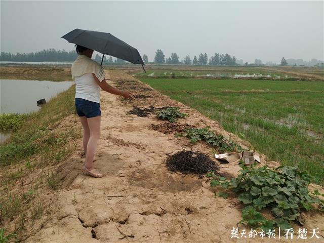 鳝鱼苗大量死亡，武汉江夏养殖户损失惨重，初步怀疑天气和种苗原因所致