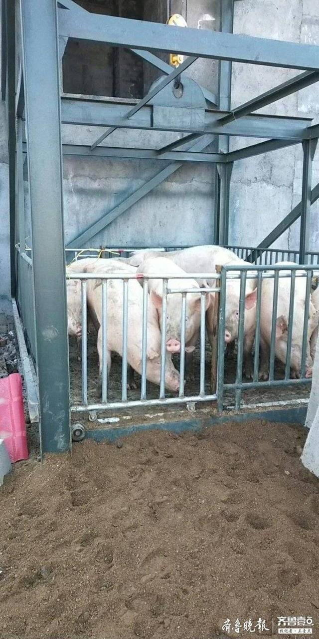 真稀奇！枣庄市峄城区这个镇养殖出新招，生猪坐上了电梯