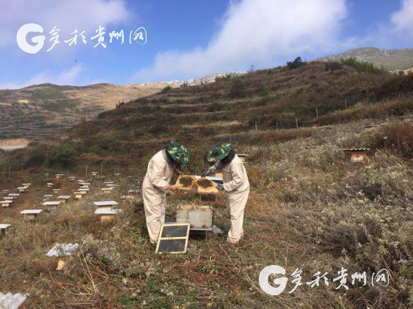 六盘水市海嘎村发展山地特色蜜蜂养殖 走出“甜蜜”脱贫路