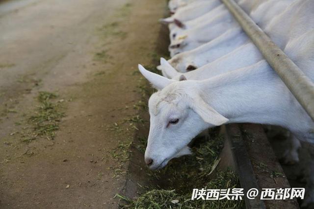 富平奶山羊的幸福生活 羊舍闻不到臭味 一日三餐科学喂养