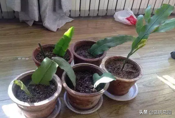 昙花养殖5要点，做好了，一年开花五六次