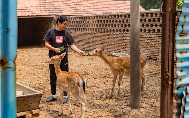 山东邹平市：退役军人夏方刚靠养殖梅花鹿走上致富路