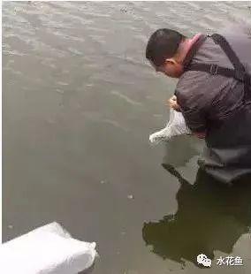 简单明了：水花育苗的饲养方法