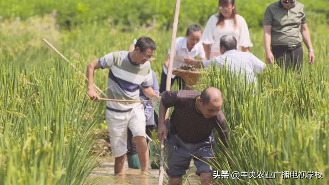 【田间示范秀】田螺先生解烦忧