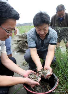 科技苑刺鳅养殖视频(刀鳅60一斤，同村张大爷靠技术养殖照样没挣钱)