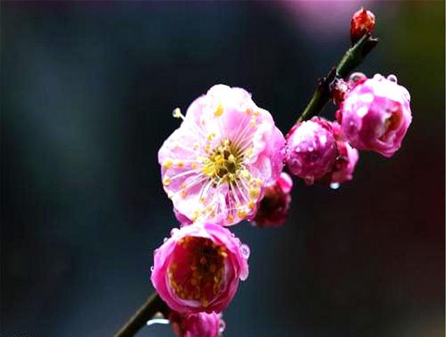 养护梅花时注意这几招，您也可以很容易将梅花养成盆景