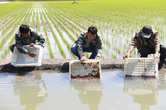 北大荒虾稻蟹稻鳅稻 综合种养稻田创收新模式