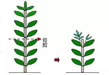 常见水草指南（2）——绿宫廷