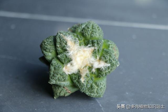 几个哥斯拉牡丹，为了它们，我花了不少钱