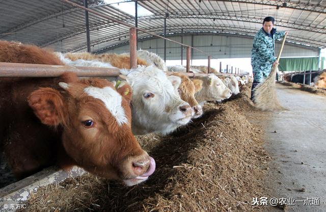 2019年哪种养殖的前景好呢？种地钱，太难挣！