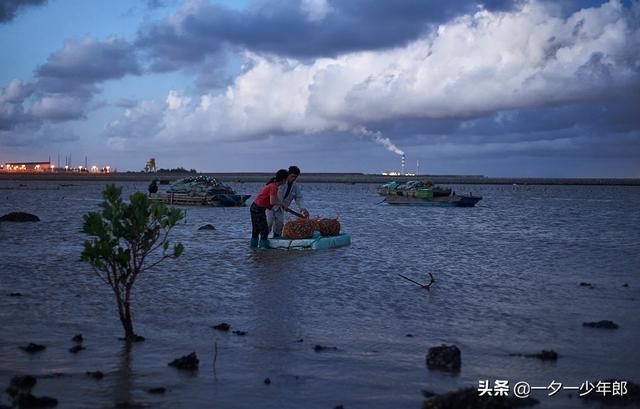 傍晚赶海，“巧遇”渔民海里放海螺，原来海螺是这样养殖的