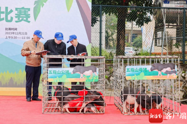 白沙第二届五指山猪竞种比赛举办