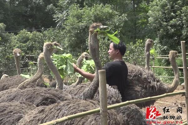 双牌：林下养鸵鸟 致富有门道