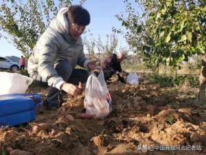 保定肉牛养殖场(保定徐水区牛永辉：返乡创业“新果农” 念活山场“融合经”)