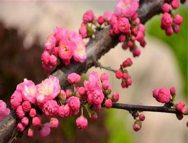 养护梅花时注意这几招，您也可以很容易将梅花养成盆景