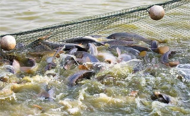 关键技术揭秘：黄河鲤池塘养殖技术要点