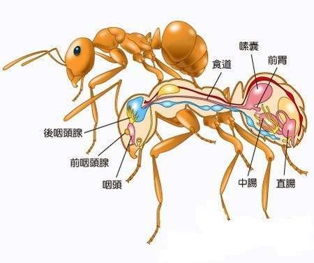 蚂蚁和人一样会饲养和培育其他生物来获取食物！