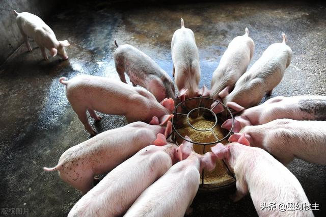 三个兽医的经历：老骥伏枥，志在千里，希望畜牧养殖事业健康发展