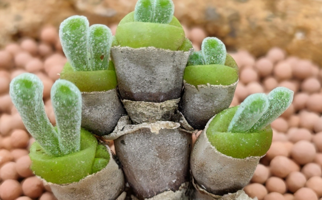 养殖多肉植物碧光环，日常多注意这些，长得萌萌哒