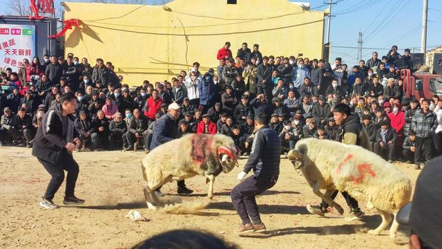 山东鄄城：斗羊民俗文化趣味浓 争做乡村振兴“领头羊”