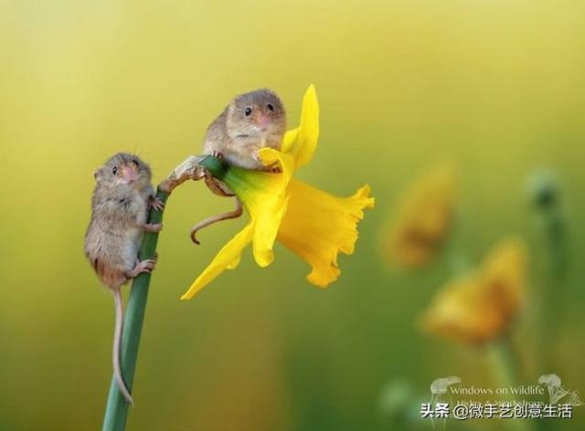 20多年摄影经验，为了拍好一只老鼠，不惜进行人工饲养