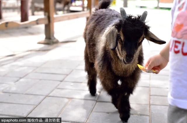 跨界也传承！中秋北京兔儿爷上新了