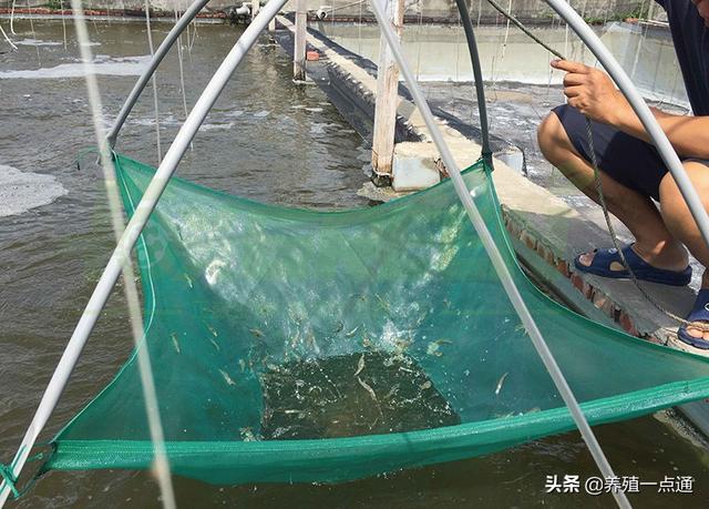 水产养殖水质调控五法，夏秋天气多变加强巡塘