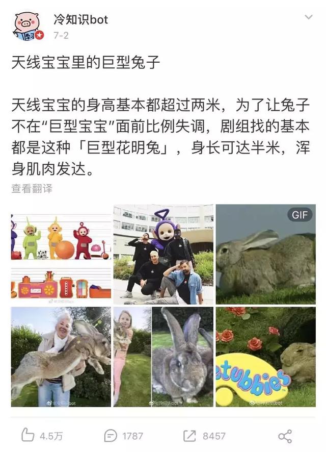 外表硬汉肌肉男，实则软萌小可爱？比狗狗还大的巨兔了解一下