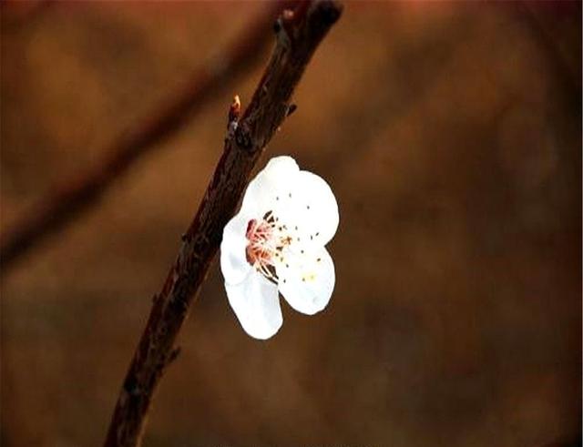 养护梅花时注意这几招，您也可以很容易将梅花养成盆景