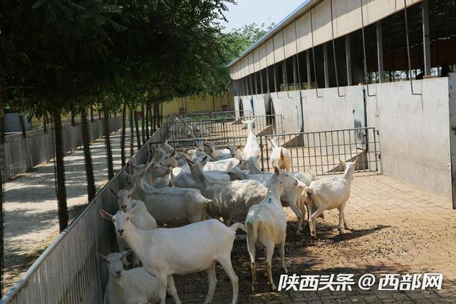 富平奶山羊的幸福生活 羊舍闻不到臭味 一日三餐科学喂养