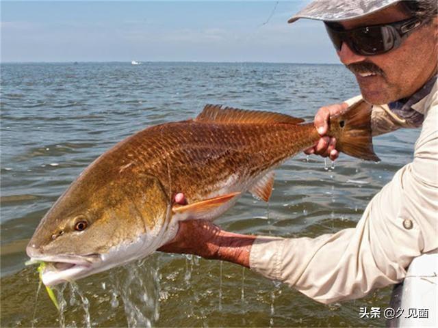 “逆向入侵”红鱼走红，被美国人吃到濒危的红鱼，却在中国泛滥