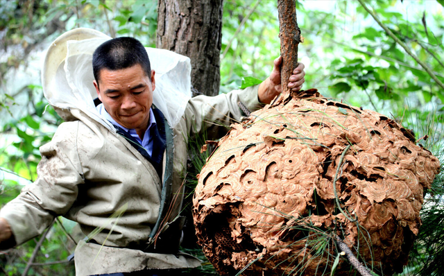 富贵险中求？湖北男子爬30米大树摘蜂巢，背后是疯狂的胡蜂产业